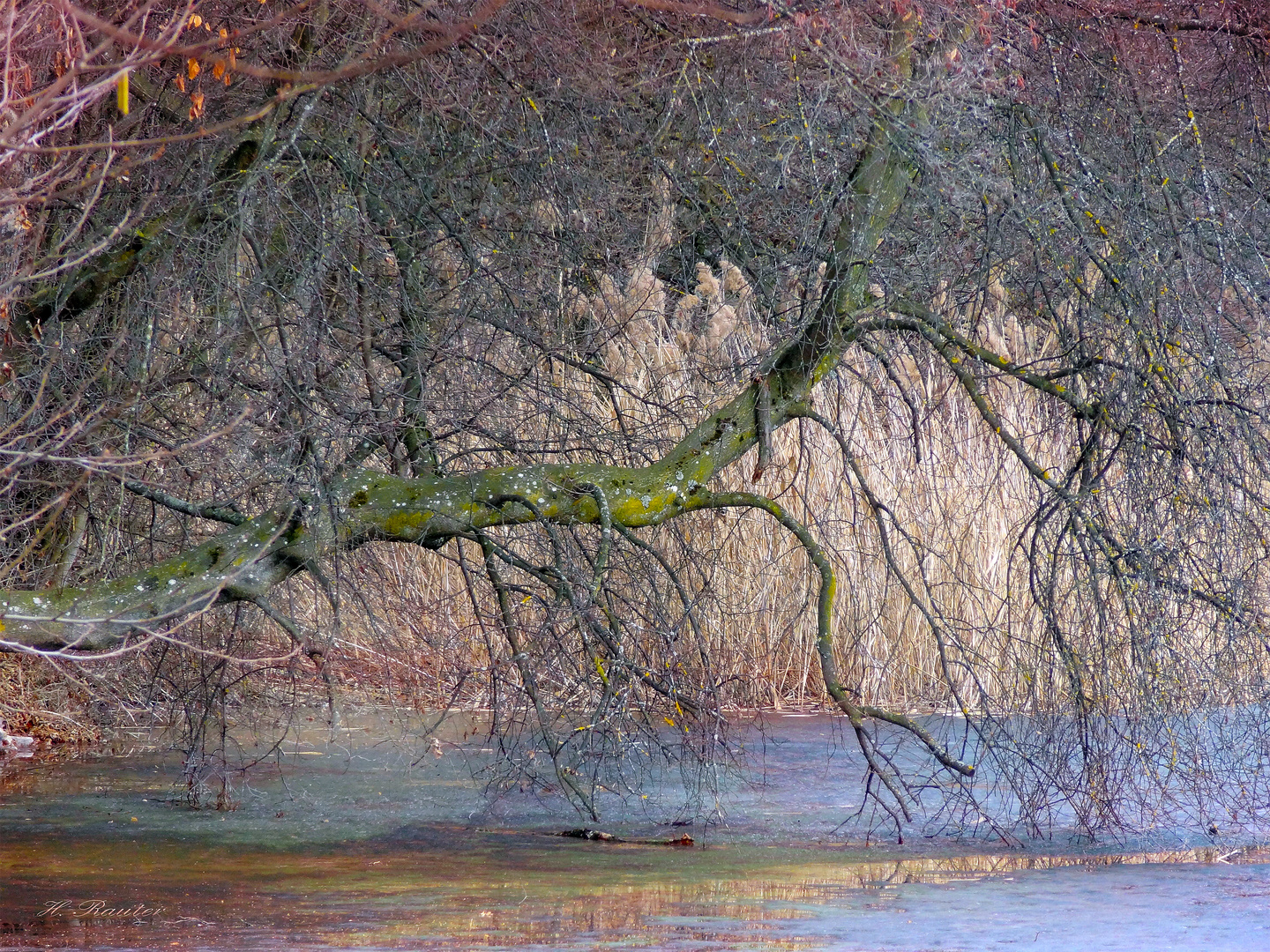 Ein Baum kämpft ums überleben;))