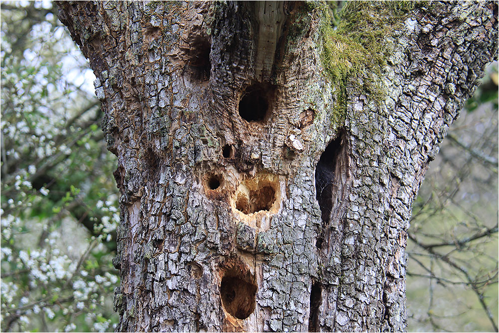 Ein Baum kann viele Wohnungen haben