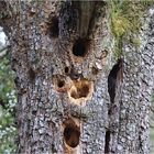 Ein Baum kann viele Wohnungen haben