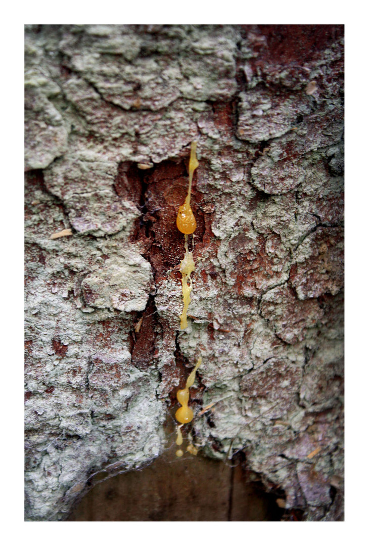 ein Baum kann weinen ...