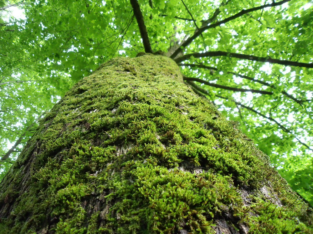 Ein Baum mal von nah.