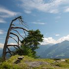 ein Baum mit Aussicht