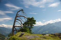 ein Baum mit Aussicht