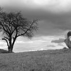 Ein Baum mit Begleitung