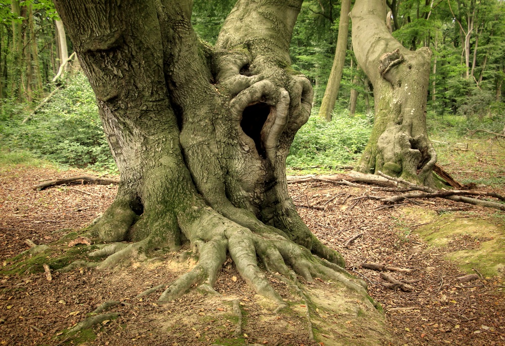 Ein Baum mit Charakter!