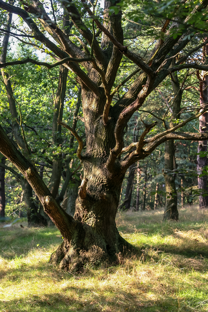 Ein Baum mit Charakter