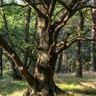 Ein Baum mit Charakter