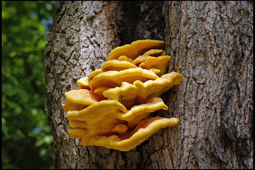 ..Ein Baum mit dem besonderen gelben etwas...Schwefelporling....