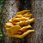 ..Ein Baum mit dem besonderen gelben etwas...Schwefelporling....