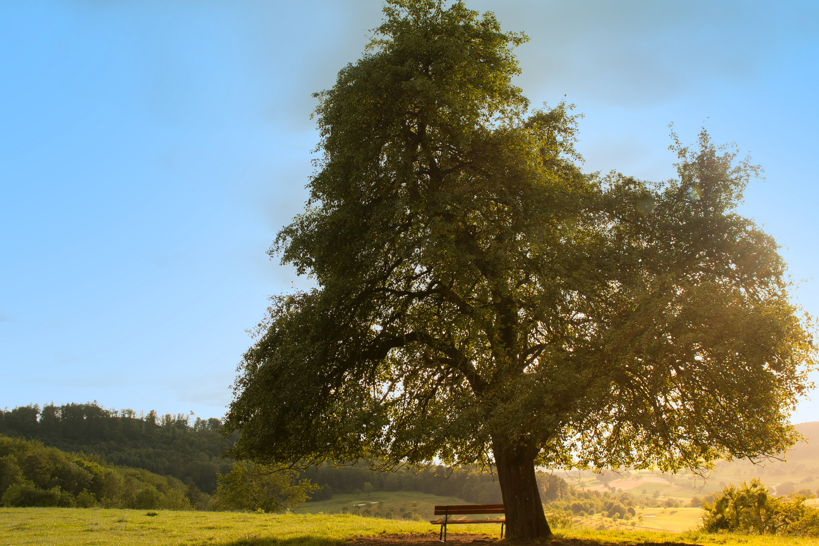 Ein Baum mit einer Bank in Kandern