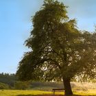 Ein Baum mit einer Bank in Kandern