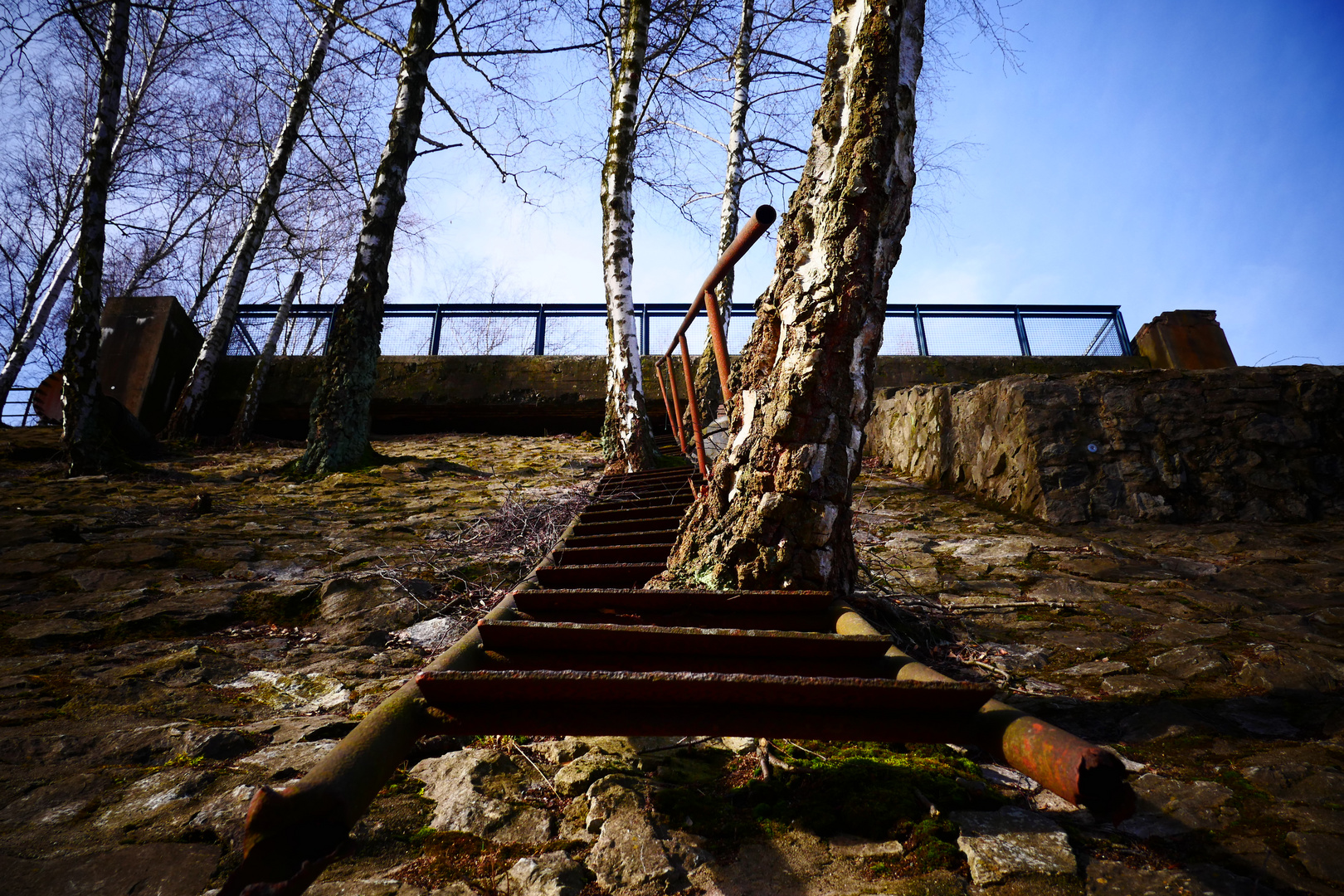 Ein Baum mit einer Treppe