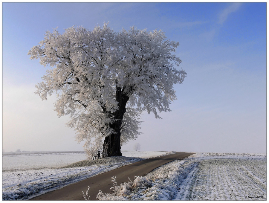 Ein Baum , mit etwas Raureif , an einem Weg