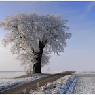 Ein Baum , mit etwas Raureif , an einem Weg