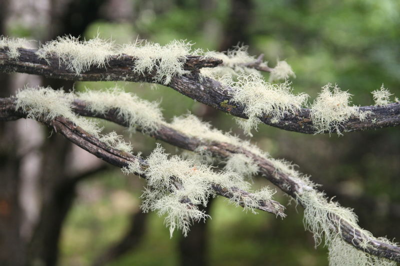 Ein Baum mit Fell?