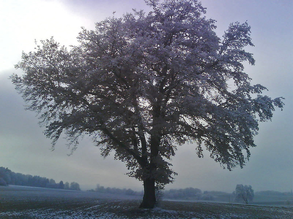 Ein Baum mit Frost im Nebel...