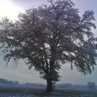 Ein Baum mit Frost im Nebel...