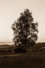 Ein Baum mit Geschichte