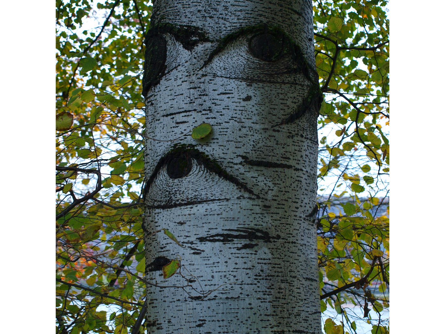 Ein Baum mit großen Augen