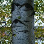 Ein Baum mit großen Augen