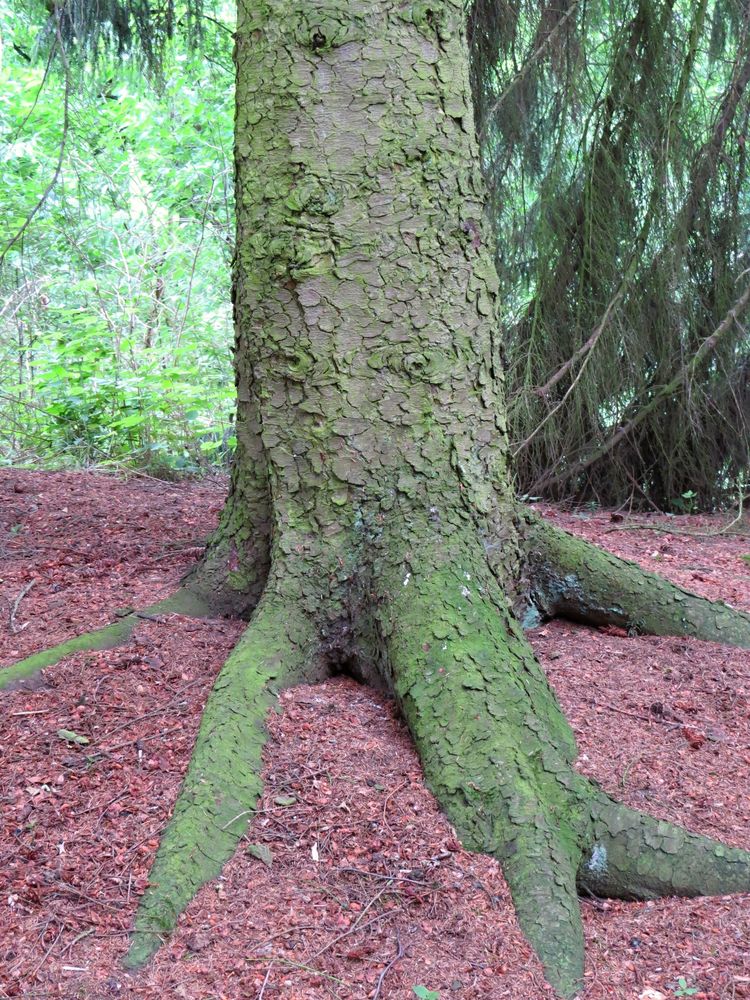 Ein Baum mit  Hand