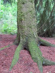 Ein Baum mit  Hand