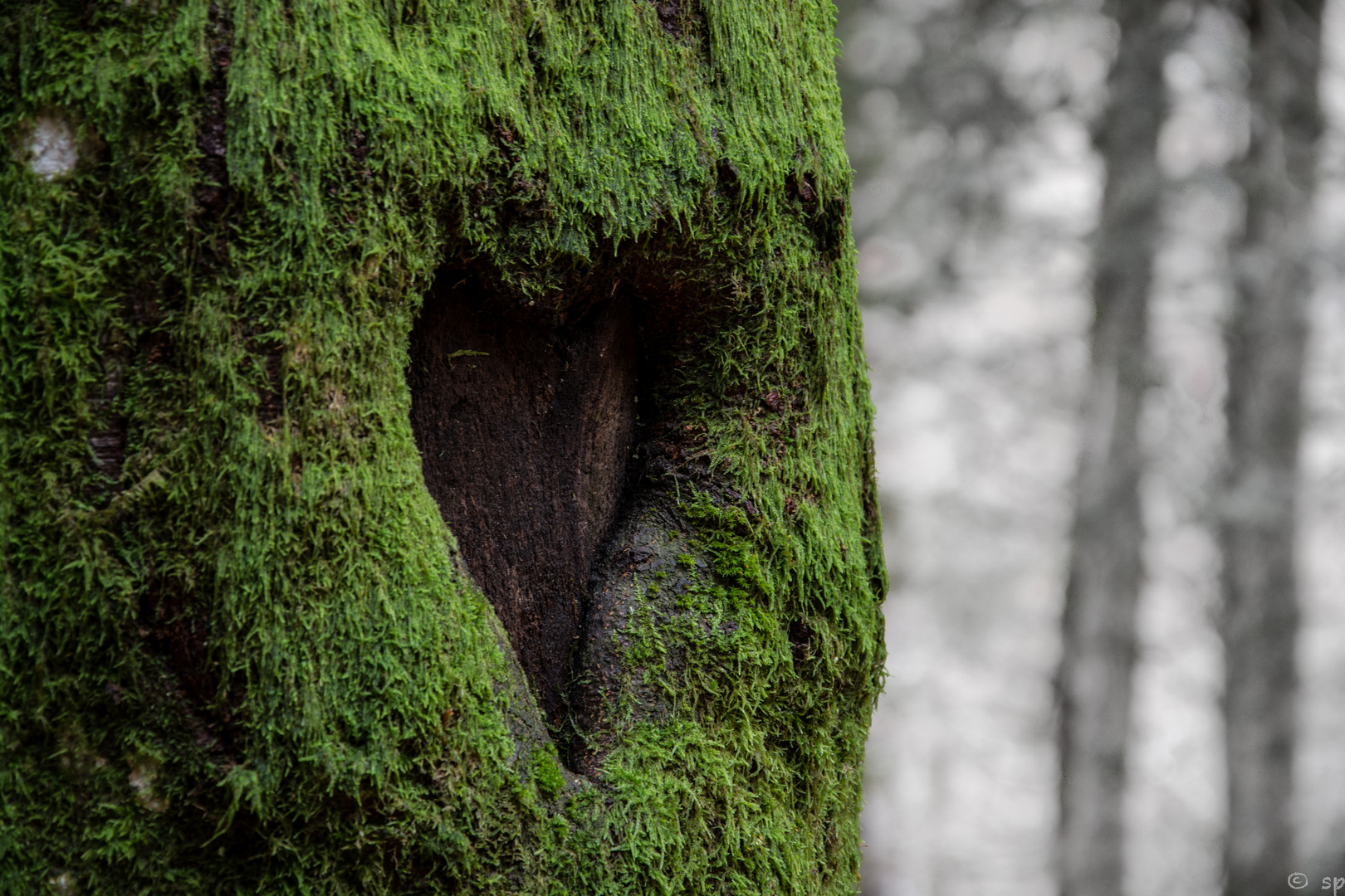 Ein Baum mit Herz