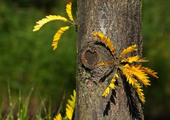 Ein Baum mit Herz