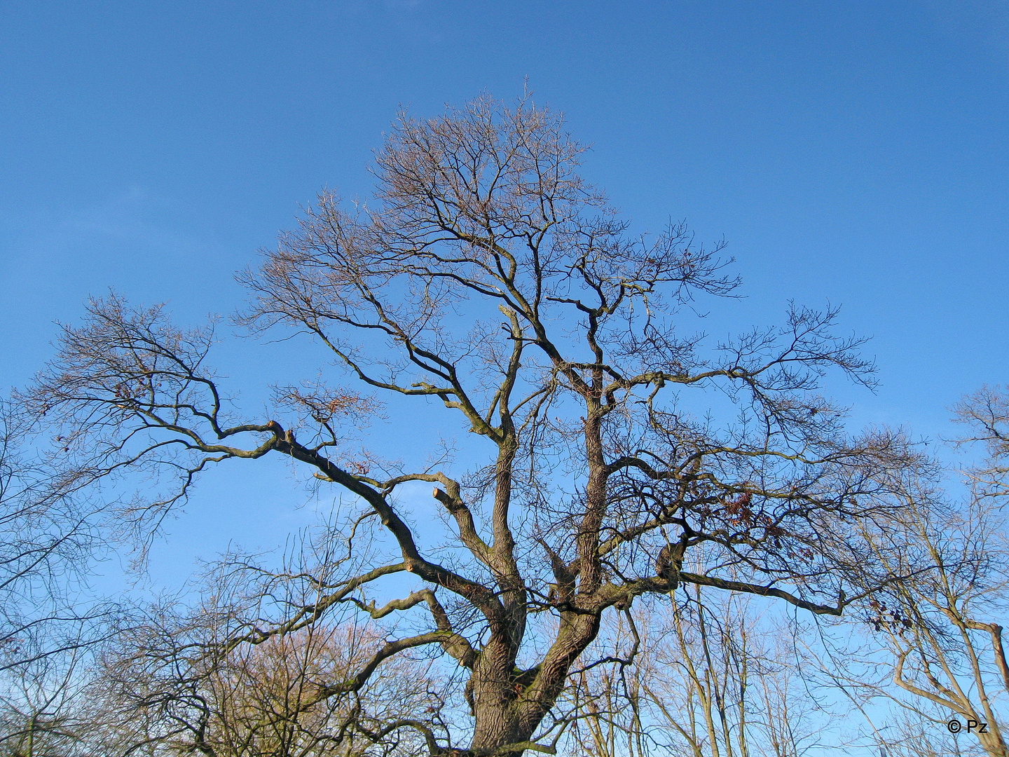 Ein Baum mit seinem Astwerk ...