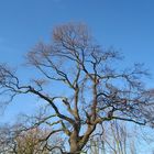 Ein Baum mit seinem Astwerk ...