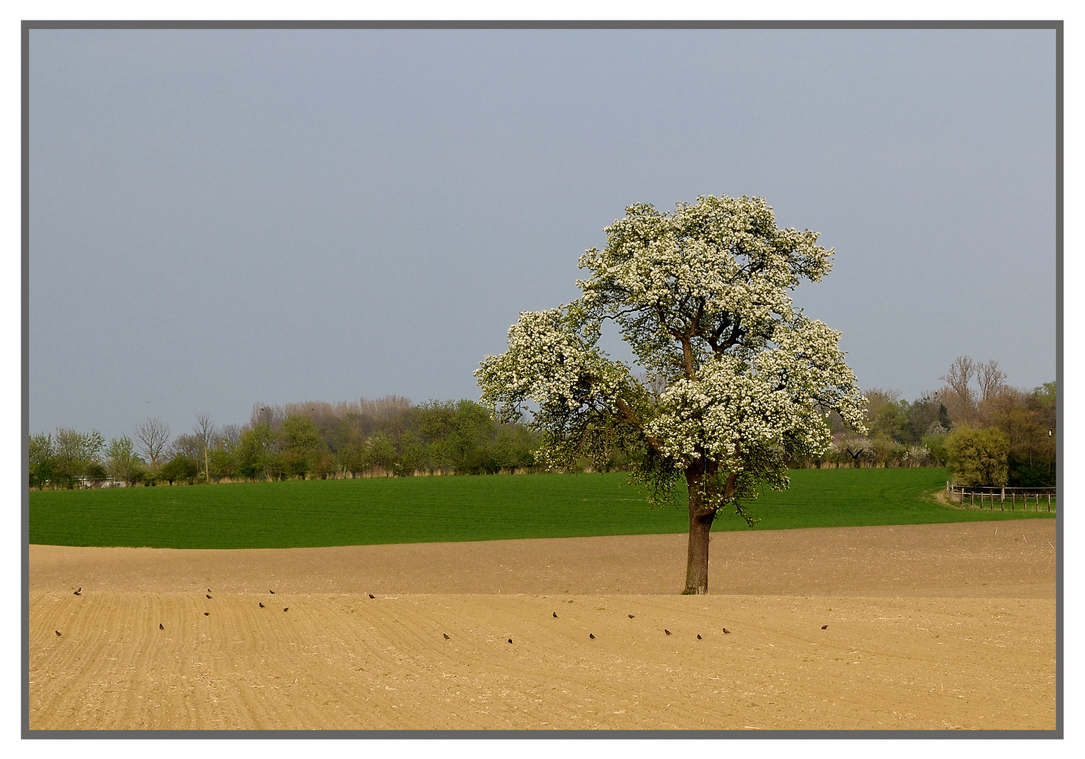 Ein Baum mitten im Feld