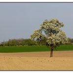 Ein Baum mitten im Feld