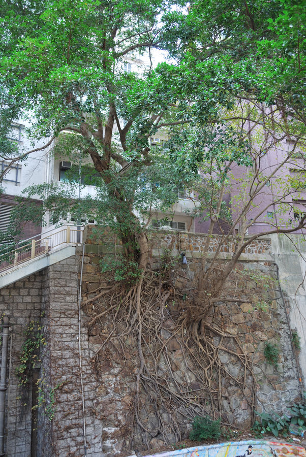 Ein Baum Mitten in der Innenstadt von Hong Kong