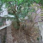 Ein Baum Mitten in der Innenstadt von Hong Kong