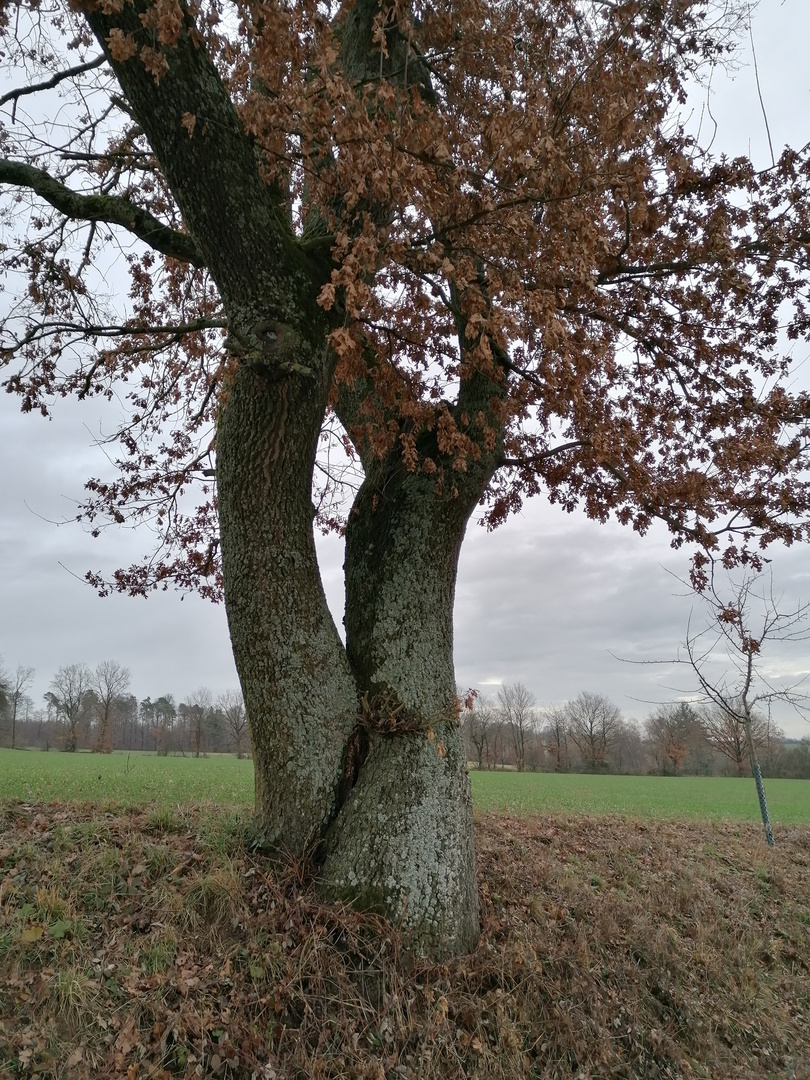 Ein Baum - Nein, ein Zweibaum