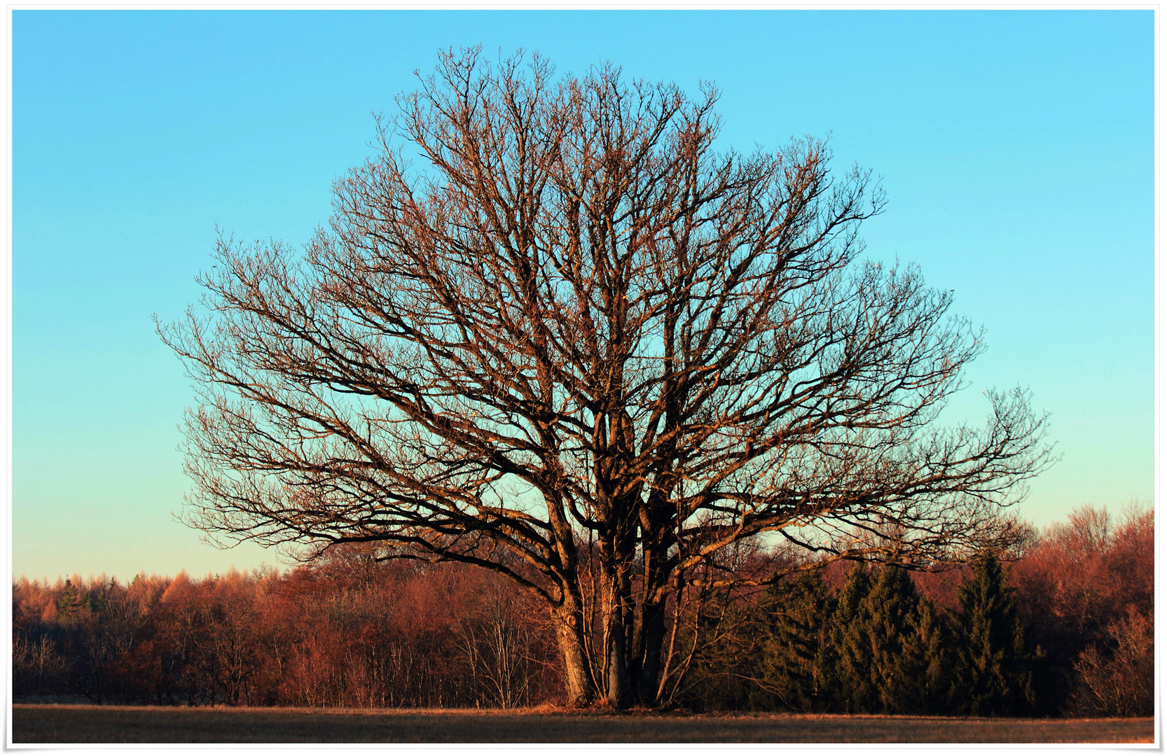 ein Baum nur