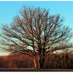 ein Baum nur