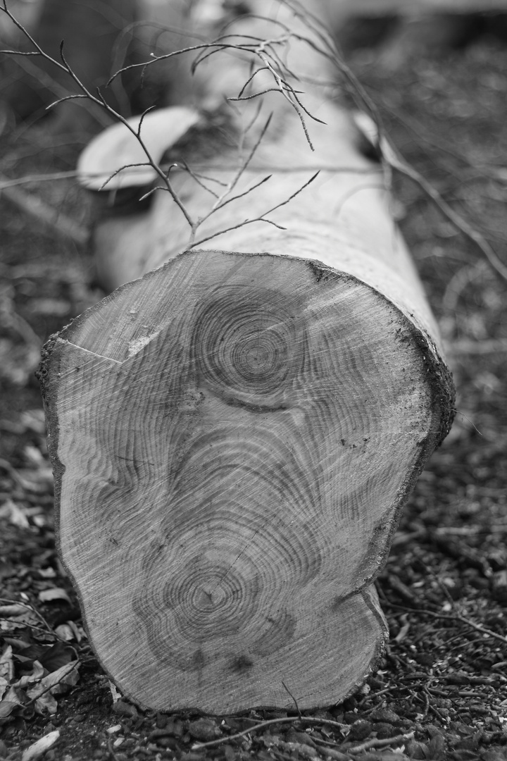 Ein Baum oder doch zwei???