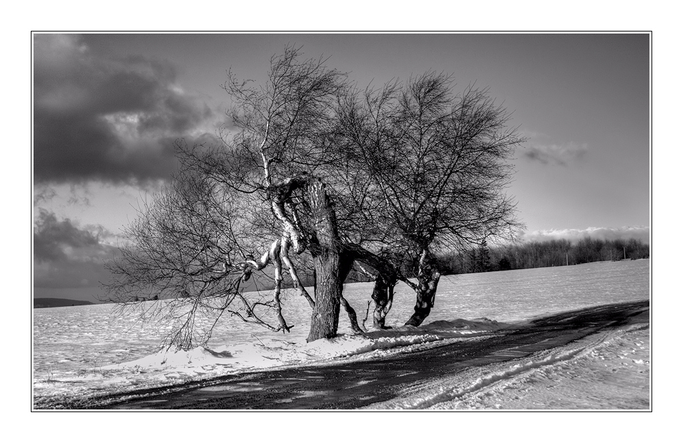 ein baum oder mehrere?