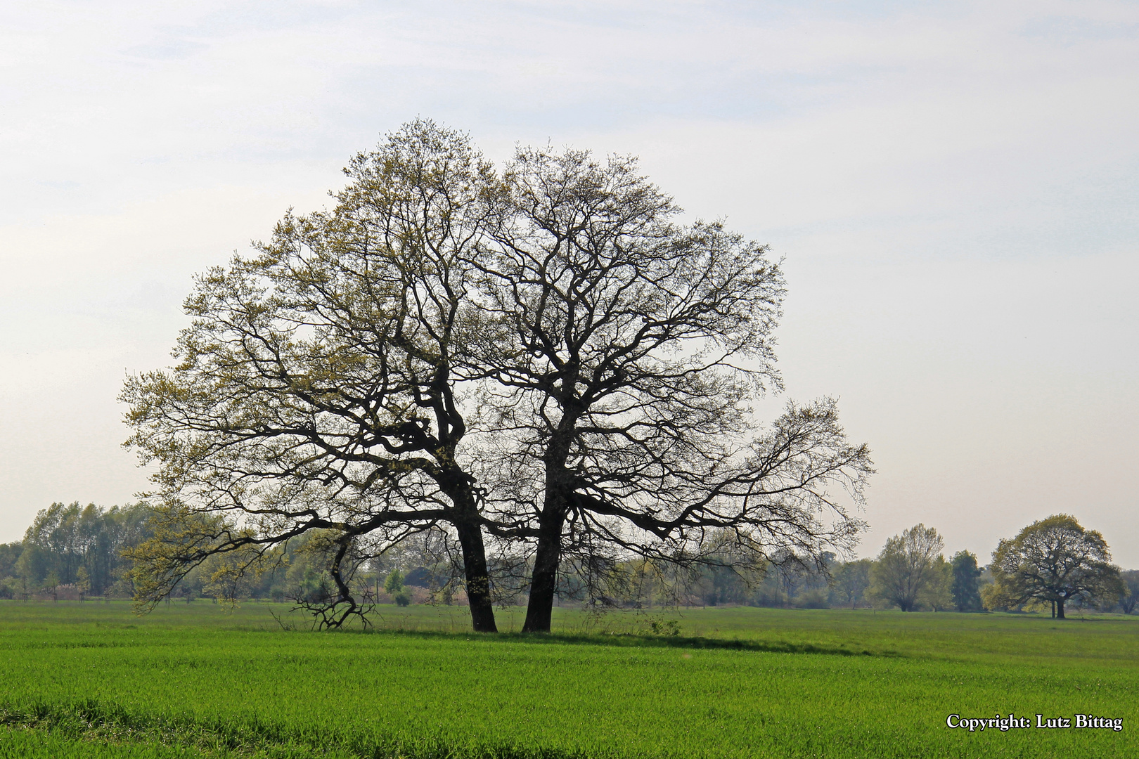 Ein Baum oder zwei?