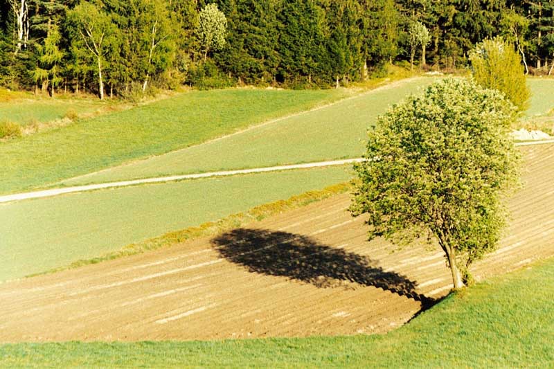 Ein Baum schlägt seinen Schatten (Waldviertel - Österreich)