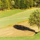 Ein Baum schlägt seinen Schatten (Waldviertel - Österreich)