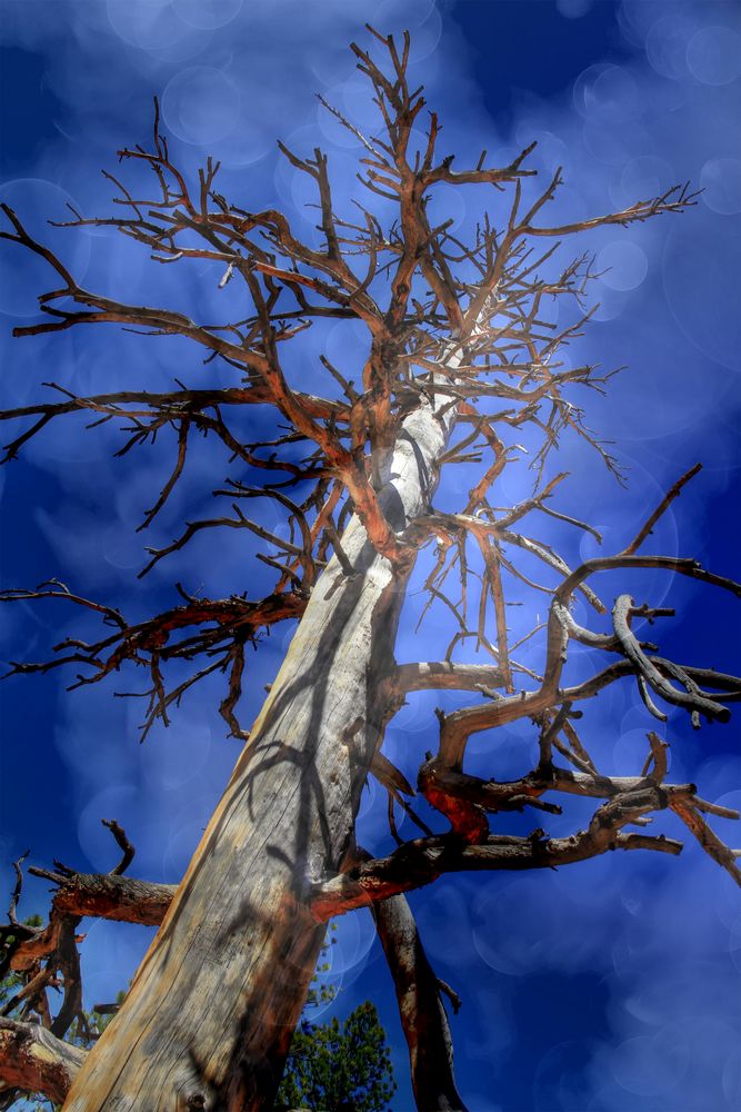 Ein Baum schmückt sich