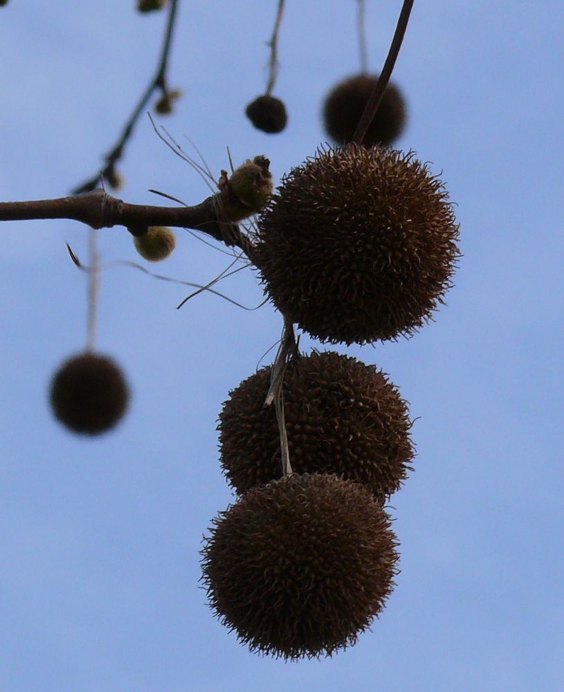 Ein Baum schmückt sich selbst