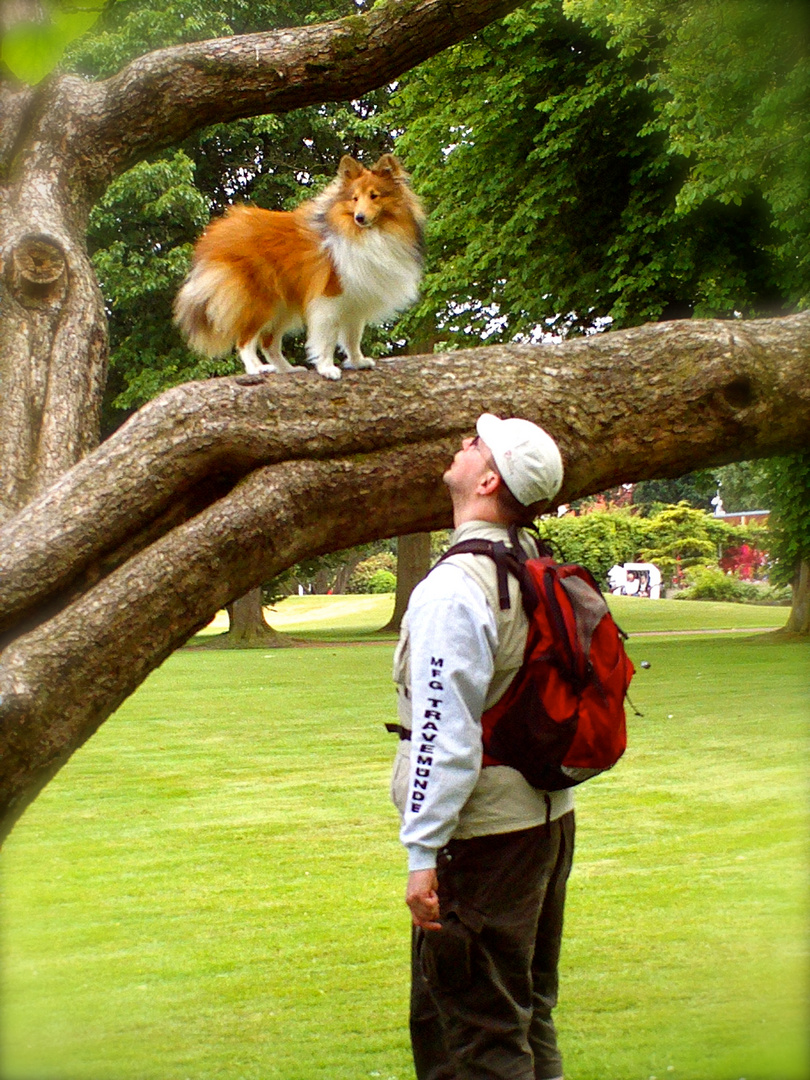 Ein Baum Sheltie