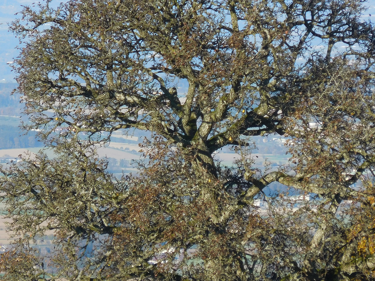 Ein Baum sieht grün....