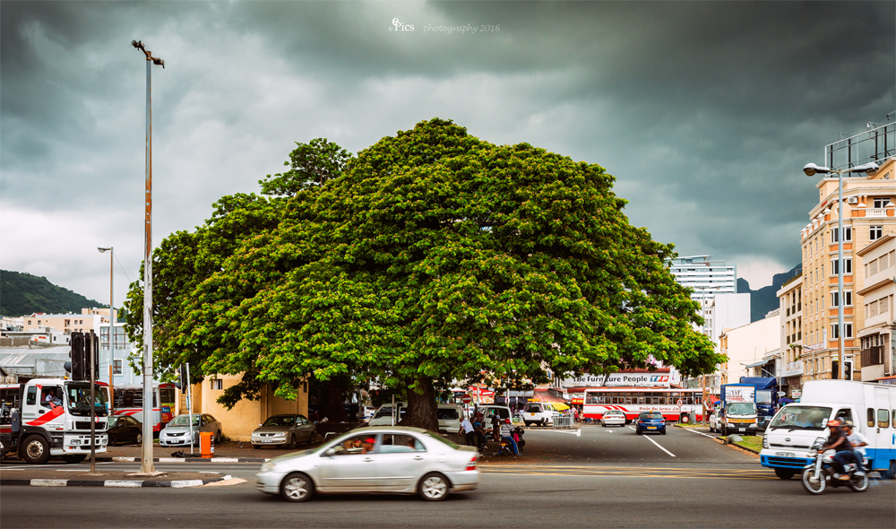 Ein Baum so still und starr