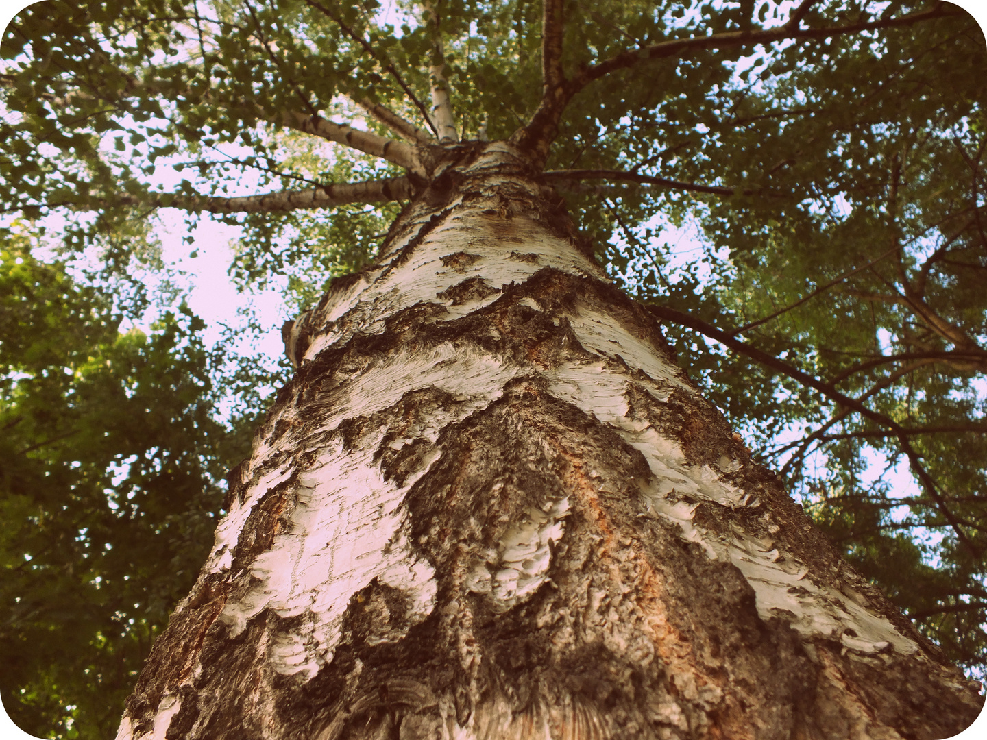 Ein Baum spiegelt das Sein. Verändert stellt er sich selbst wieder her. Und bleibt immer der Gleiche