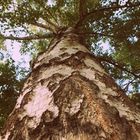 Ein Baum spiegelt das Sein. Verändert stellt er sich selbst wieder her. Und bleibt immer der Gleiche