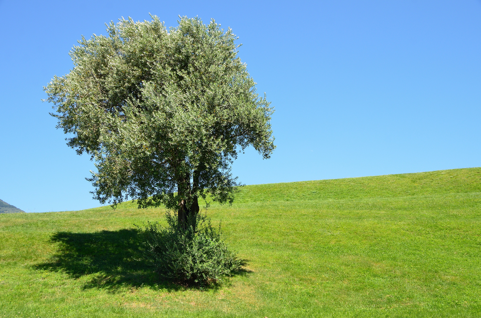 Ein Baum steht auf der Wiese I